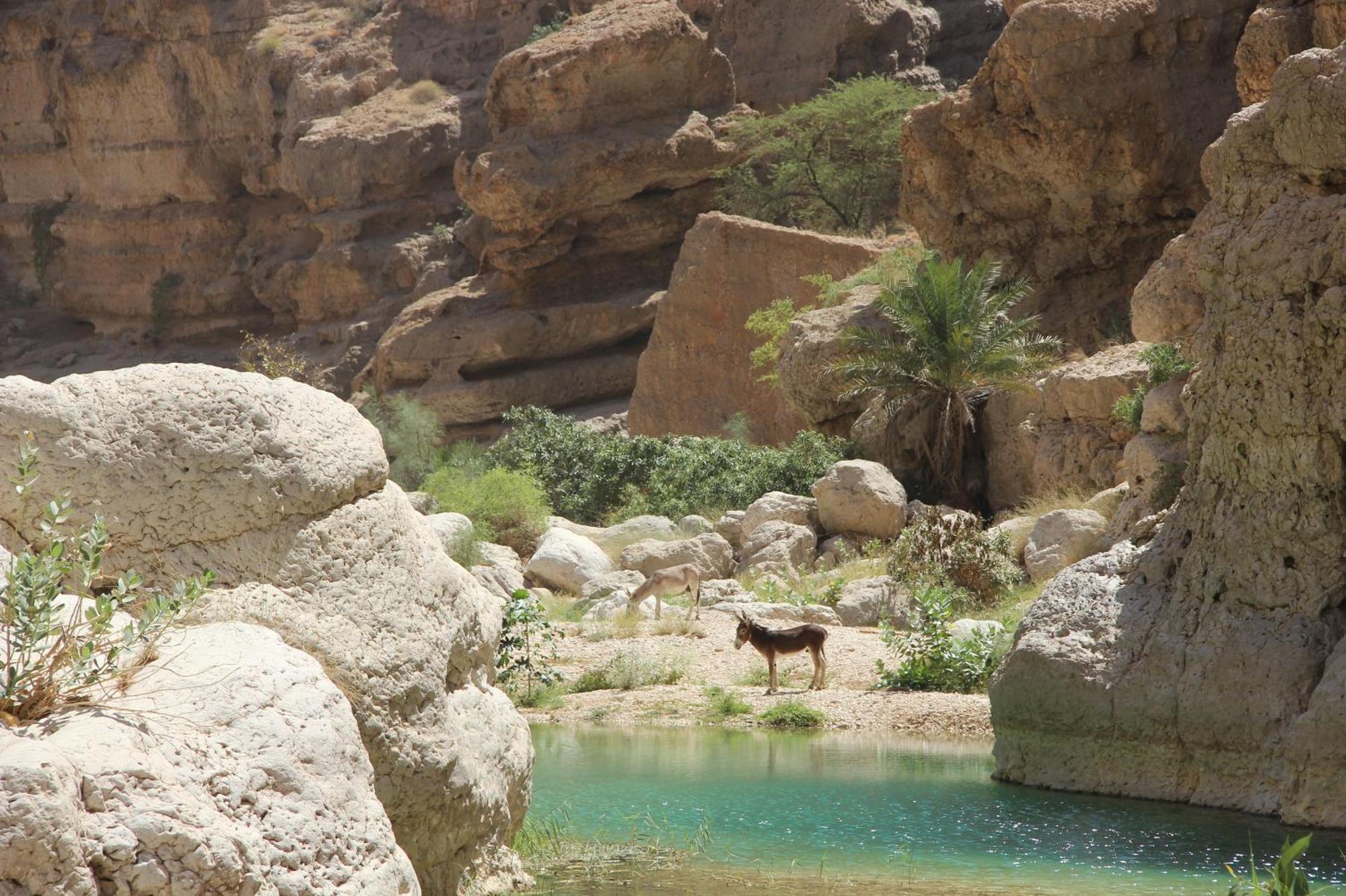 Wadi Shab Guest House Tiwi Exterior foto
